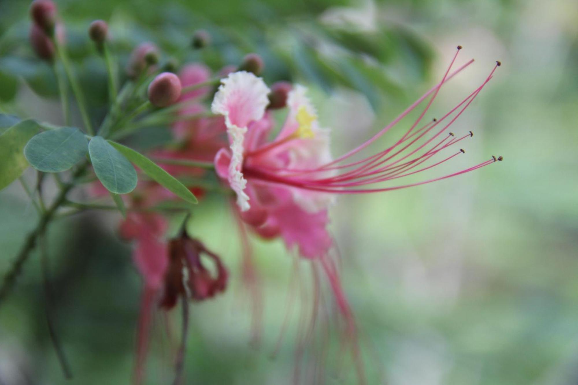 איקיטוס Purachata Ecolodge מראה חיצוני תמונה