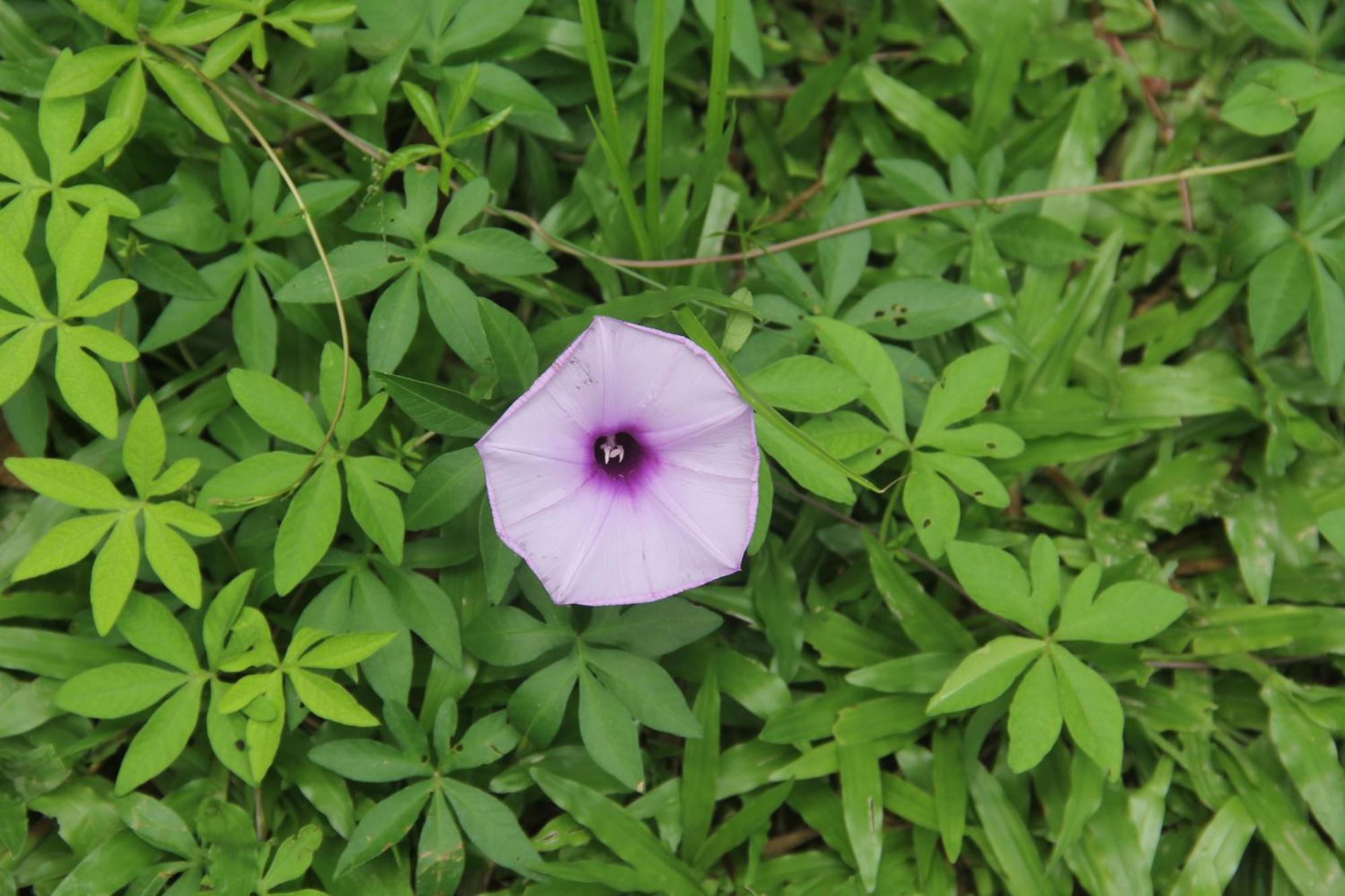 איקיטוס Purachata Ecolodge מראה חיצוני תמונה