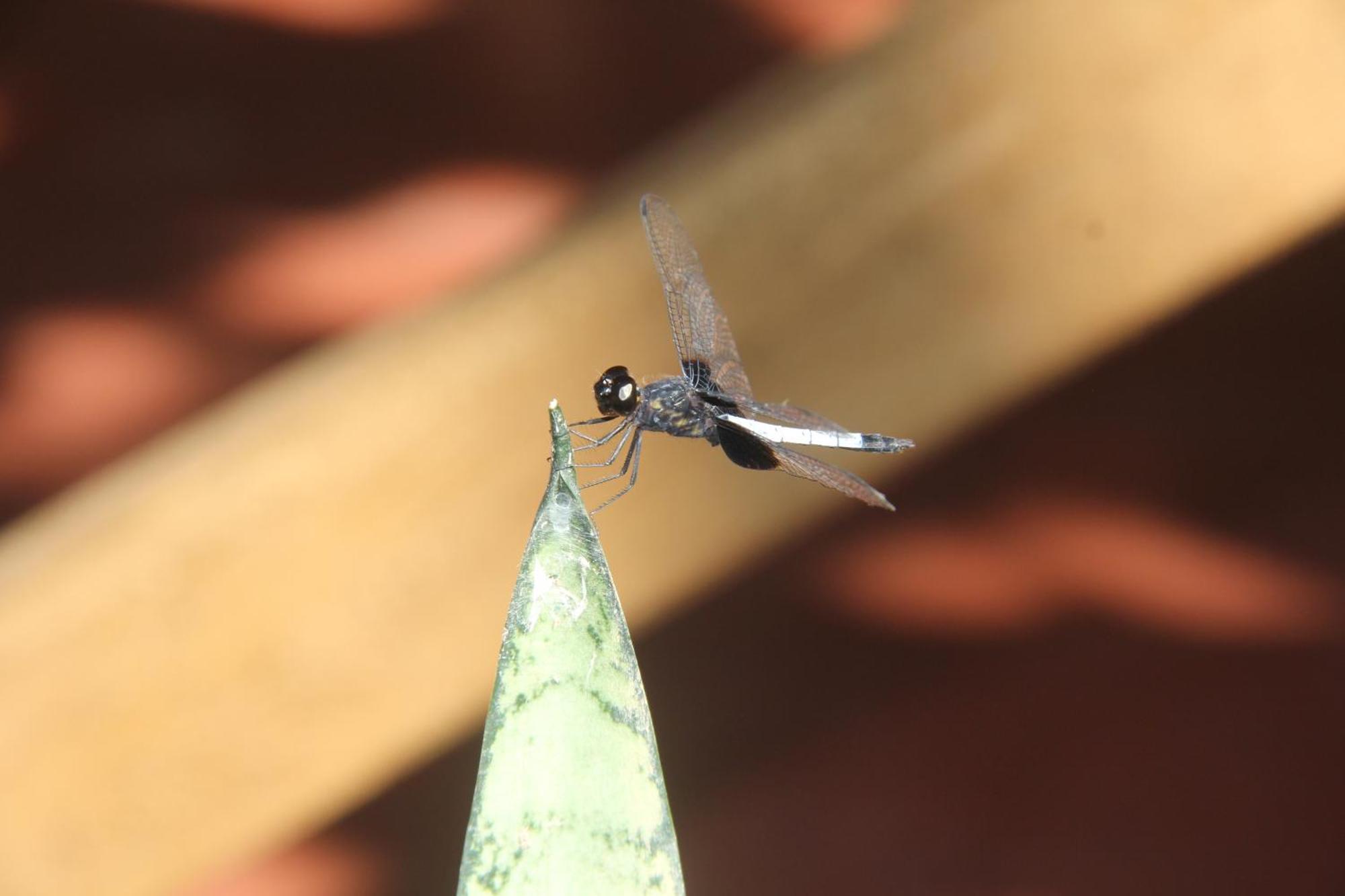 איקיטוס Purachata Ecolodge מראה חיצוני תמונה